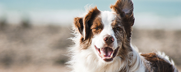 image of a dog playing at the beach